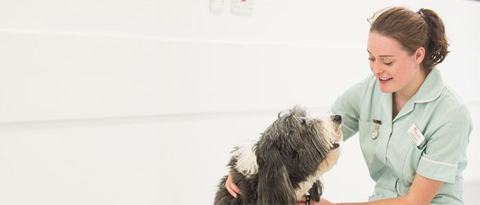 2018s TOP 5 Veterinary Assistant Schools - Your License To Be A Dog Groomer!